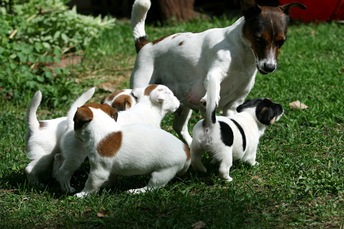 110517_sissi pennut.jpg - Mom Sissi with kids